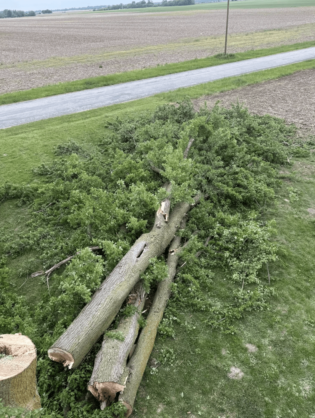 Lafayette Tree Removal Service | Doin' It Wells
